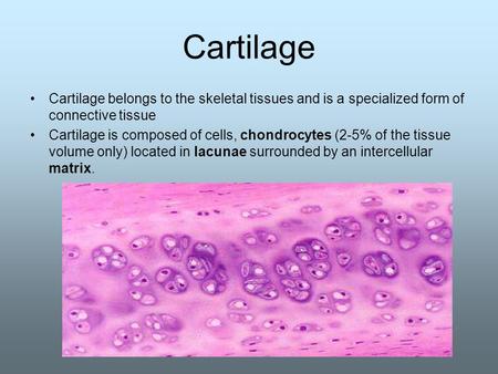 Cartilage Cartilage belongs to the skeletal tissues and is a specialized form of connective tissue Cartilage is composed of cells, chondrocytes (2-5% of.