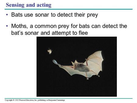 Sensing and acting Bats use sonar to detect their prey