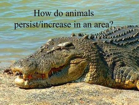 How do animals persist/increase in an area?. y.