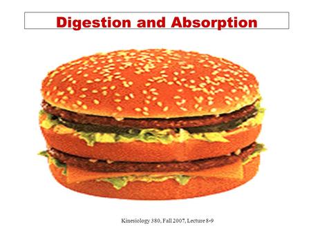 Kinesiology 380, Fall 2007, Lecture 8-9 Digestion and Absorption.