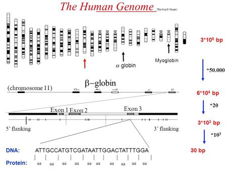 The Human Genome (Harding & Sanger) *50.000 *20  globin (chromosome 11) 6*10 4 bp 3*10 9 bp *10 3 Exon 2 Exon 1 Exon 3 5’ flanking 3’ flanking 3*10 3.