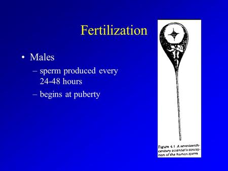 Fertilization Males –sperm produced every 24-48 hours –begins at puberty.