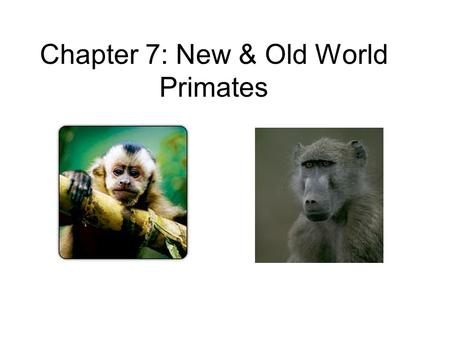 Chapter 7: New & Old World Primates. Prosimians (before apes) More primitive features as compared to monkeys –Many are nocturnal –Some have claws –Locomotion.