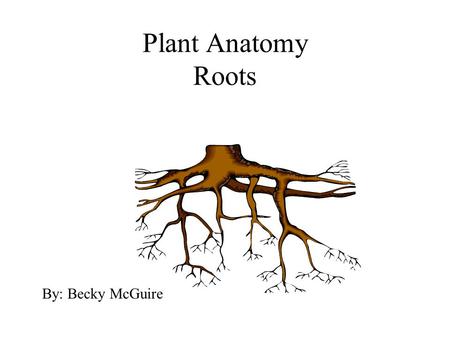 Plant Anatomy Roots By: Becky McGuire. Plant Layout A. Roots B. Stems C. Leaf D. Flower.
