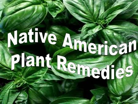 When the settlers arrived to the New World, they learned how to use common plants in their folk medicines from the Native Americans. The Indians also.