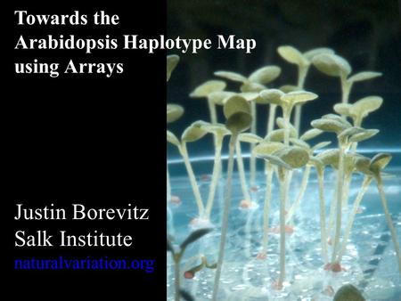Towards the Arabidopsis Haplotype Map using Arrays Justin Borevitz Salk Institute naturalvariation.org.