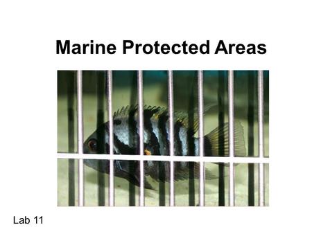 Marine Protected Areas Lab 11. WWF Definition: A marine protected area is an area designated to protect marine ecosystems, processes, habitats and species.