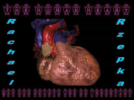 The heart is actually located in the middle of the chest near the lungs, not the left where you would place your hand over your heart. The heart is tipped.