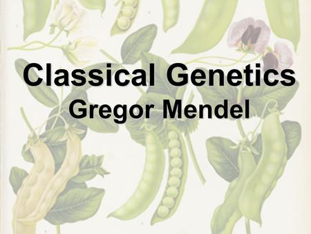Classical Genetics Gregor Mendel. Gene versus Allele Gene - a sequence of DNA in a specific location on a chromosome Determines traits in an organism.