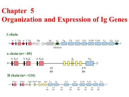 Chapter 5 Organization and Expression of Ig Genes chain  chain (n= ~85) H chain (n= ~134)
