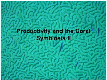 Productivity and the Coral Symbiosis II. Polyp can survive extended periods with no external food source Tight internal N-cycling and algal PS.