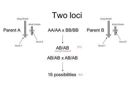 Two loci AA/AA x BB/BB AB/AB (F1) AA AA long chrom short chrom locus 1 locus 2 Parent A BB BB long chrom short chrom locus 1 locus 2 Parent B Locus1/Locus.