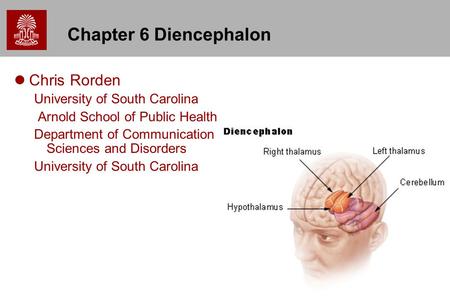 1 Chapter 6 Diencephalon Chris Rorden University of South Carolina Arnold School of Public Health Department of Communication Sciences and Disorders University.