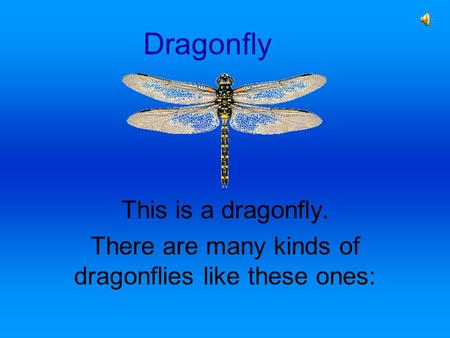 Dragonfly This is a dragonfly. There are many kinds of dragonflies like these ones: