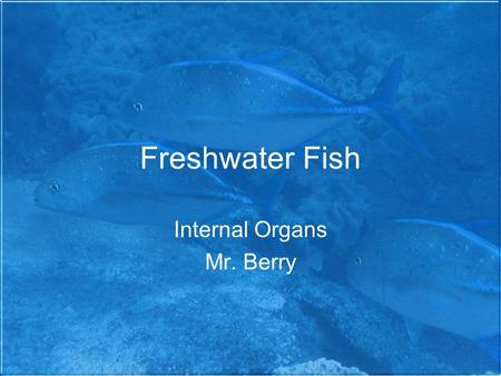 Freshwater Fish Internal Organs Mr. Berry. Internal Anatomy  atomy.html#internal.