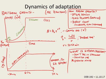 OEB 192 – 11.10.17 Dynamics of adaptation. (Miki Lee, Nigel Delaney, Maryska Kaczmarek, Lewis Ward) In humidified, 30 °C room: 48-well plates Plate-shaking.
