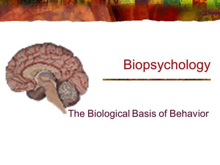 Biopsychology The Biological Basis of Behavior. Neurons: Structure Dendrites Cell Body Axon Myelin Sheath Nodes of Ranvier Terminal Buttons p. 45.