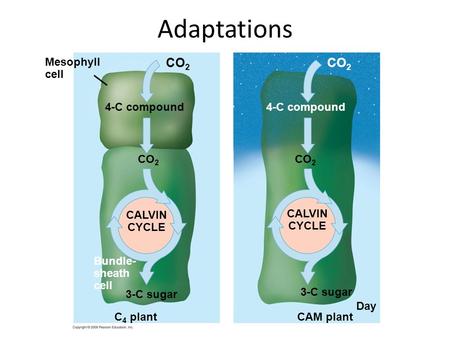 Adaptations CO 2 CALVIN CYCLE Bundle- sheath cell 3-C sugar C 4 plant 4-C compound CO 2 CALVIN CYCLE 3-C sugar CAM plant 4-C compound Night Day Mesophyll.