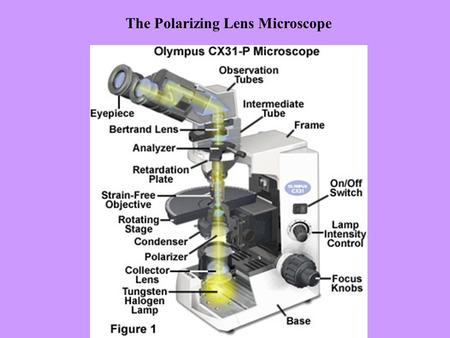The Polarizing Lens Microscope. Reticle Scale Objective4X4X 10 X 40 X Scale Bar (mm)2.51.00.25 Lg. Divisions (mm)0.250.10.025 Sm. Divisions (mm)0.050.020.005.