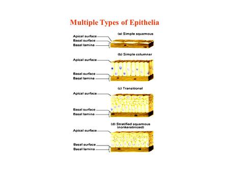 Multiple Types of Epithelia. Structure of the Intestinal Epithelial Cell.