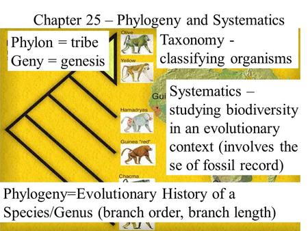 Chapter 25 – Phylogeny and Systematics Phylon = tribe Geny = genesis Phylogeny=Evolutionary History of a Species/Genus (branch order, branch length) Systematics.