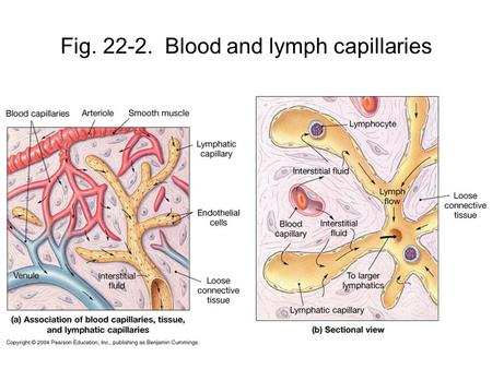 Fig. 22-2. Blood and lymph capillaries. Fig. 22-3 Lymphatic vessels have valves allowing lymph flow toward the veins. How is this like Fig. 21-6?