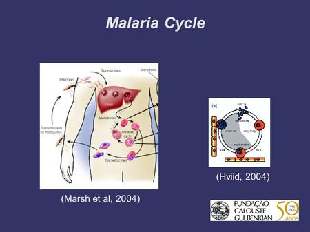 Malaria Cycle (Hviid, 2004) (Marsh et al, 2004). Variant Surface Antigens (VSA) ➲ Parasite proteins expressed by iRBCs. ➲ Each parasite has a repertoire.