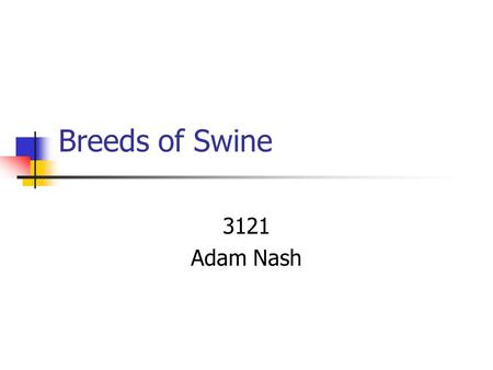 Breeds of Swine 3121 Adam Nash Landrace Originated in Denmark Drooped ears Known for their maternal instincts White Long Flatter-topped than other breeds.