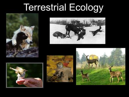 Terrestrial Ecology. How does variation in niche act as a basis for natural selection? For natural selection to work you need: → variation within a population.