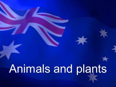 Animals and plants. Kangaroo The kangaroo lives only in Australia Symbol of the Australian continent.