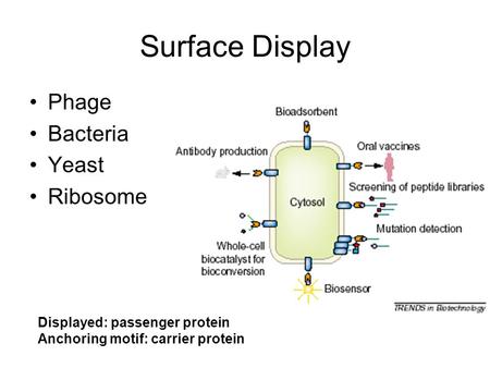 Surface Display Phage Bacteria Yeast Ribosome Displayed: passenger protein Anchoring motif: carrier protein.