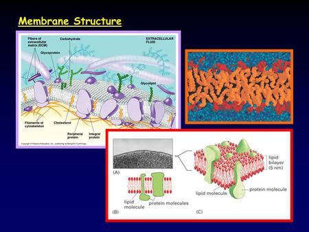 Membrane Structure. Review: Phospholipid structure and properties *amphipathic.