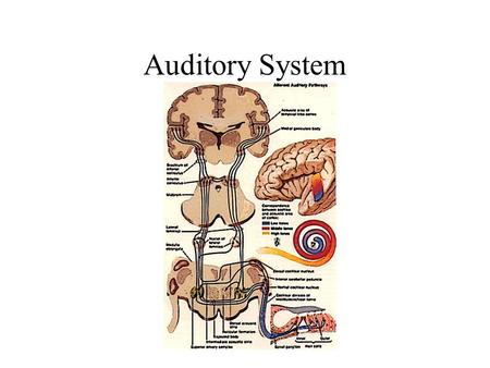 Auditory System. External Auditory Structure Organ of Corti.