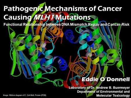 Pathogenic Mechanisms of Cancer Causing MLH1 Mutations Functional Relationship between DNA Mismatch Repair and Cancer-Risk Eddie O’Donnell Laboratory of.
