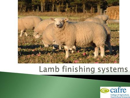  Overview of lamb finishing systems for early and mid season lambing flock  Overview of store lamb finishing systems  Be aware of the range of feeding.