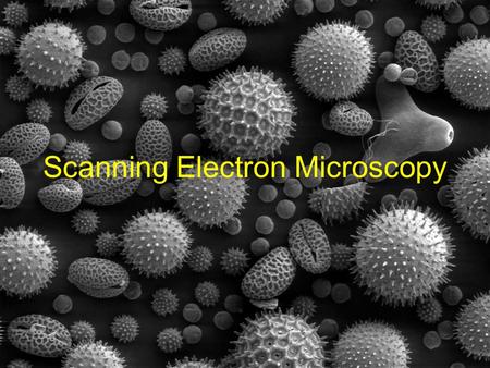Scanning Electron Microscopy. Applications of SEM Visualizing smaller resolutions than visible microscopy can (resolutions of ~25Å are possible) 130,000x.