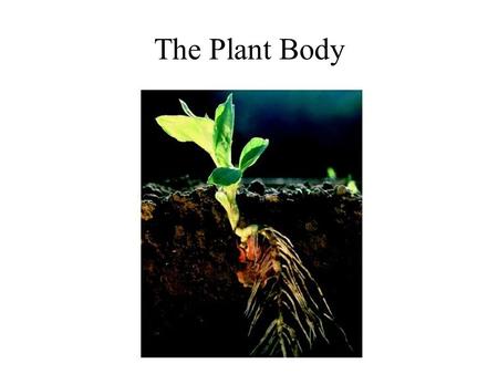 The Plant Body. Why are plants so vital? Because Plants are Producers. Van Helmont - 1648.