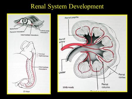 Renal System Development