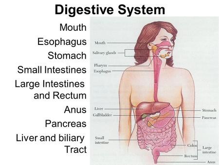 Digestive System Mouth Esophagus Stomach Small Intestines Large Intestines and Rectum Anus Pancreas Liver and biliary Tract See Overhead.