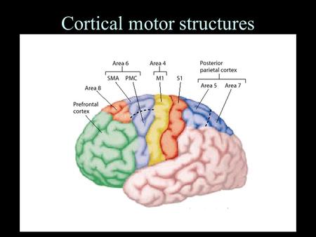 Cortical motor structures. Hierarchical Organization of Motor System.