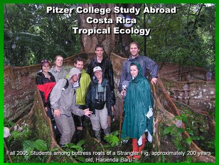 Pitzer College Study Abroad Costa Rica Tropical Ecology Fall 2005 Students among buttress roots of a Strangler Fig, approximately 200 years old, Hacienda.