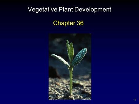 1 Vegetative Plant Development Chapter 36. 2 Angiosperm Embryo Development.