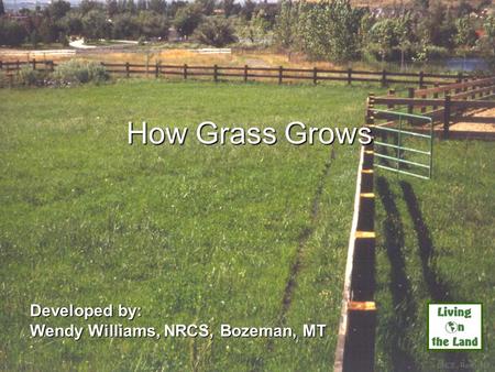How Grass Grows Developed by: Wendy Williams, NRCS, Bozeman, MT UNCE, Reno, NV.