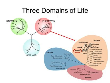 Three Domains of Life. Kingdom Animalia Eukaryotic (Domain Eukaryota) Multi-cellular (unlike most Protists) Lack cell walls (unlike Plants and Fungi)
