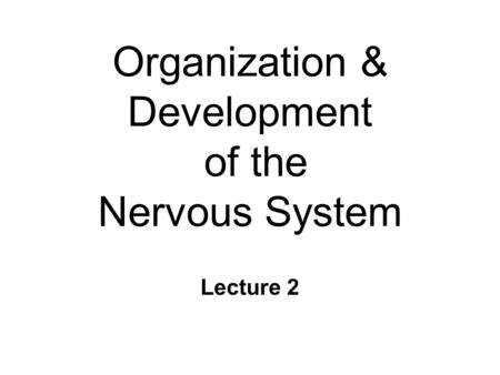 Organization & Development of the Nervous System Lecture 2.