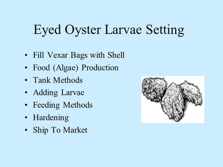 Eyed Oyster Larvae Setting Fill Vexar Bags with Shell Food (Algae) Production Tank Methods Adding Larvae Feeding Methods Hardening Ship To Market.