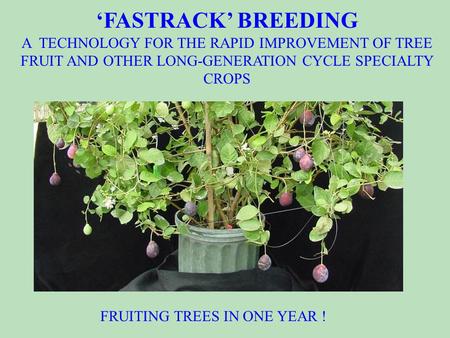 A novel technology for speeding the improvement of germplasm and varieties of tree fruits and other long-generation cycle crops. ‘FASTRACK’ BREEDING A.