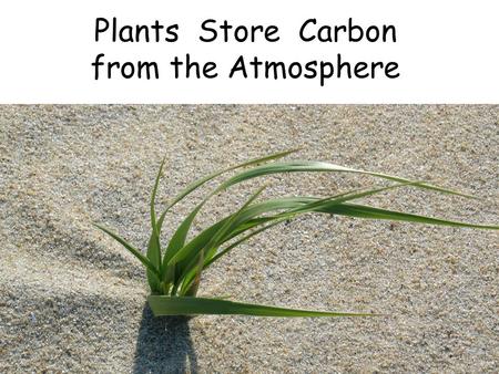 Plants Store Carbon from the Atmosphere. Water comes up the stem and into the leaves.
