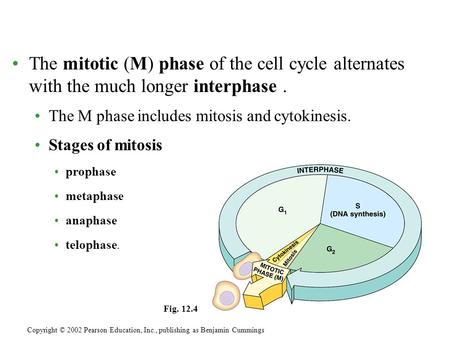 The mitotic (M) phase of the cell cycle alternates with the much longer interphase. The M phase includes mitosis and cytokinesis. Stages of mitosis prophase.