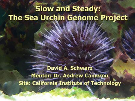 Slow and Steady: The Sea Urchin Genome Project David A. Schwarz Mentor: Dr. Andrew Cameron Site: California Institute of Technology.